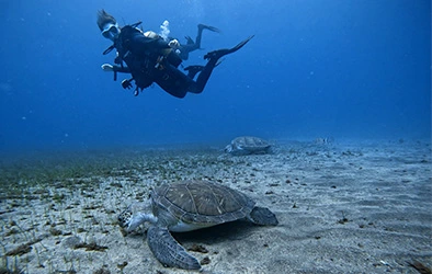 Recreativo 2 2 shore dive