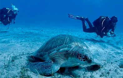 Diving Courses 4 diving aa tenerife