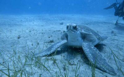 Why Tenerife is Perfect for Diving