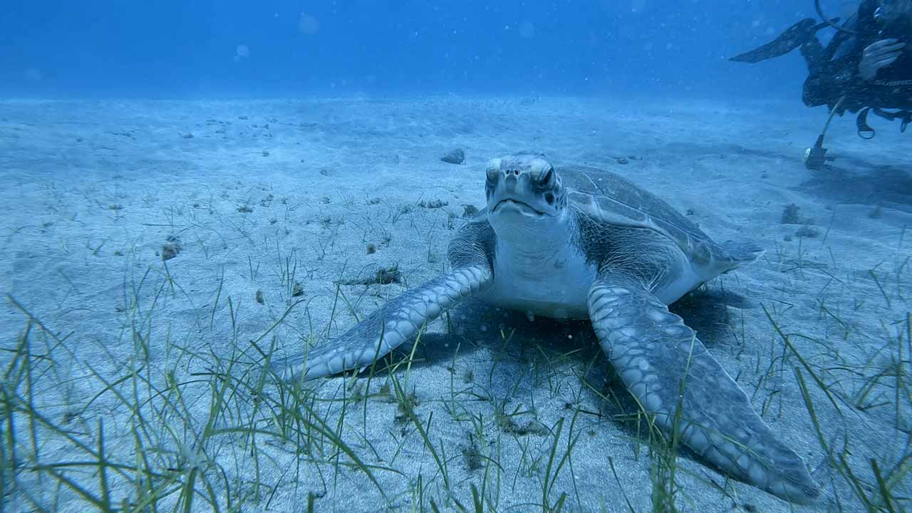 Why Tenerife is Perfect for Diving