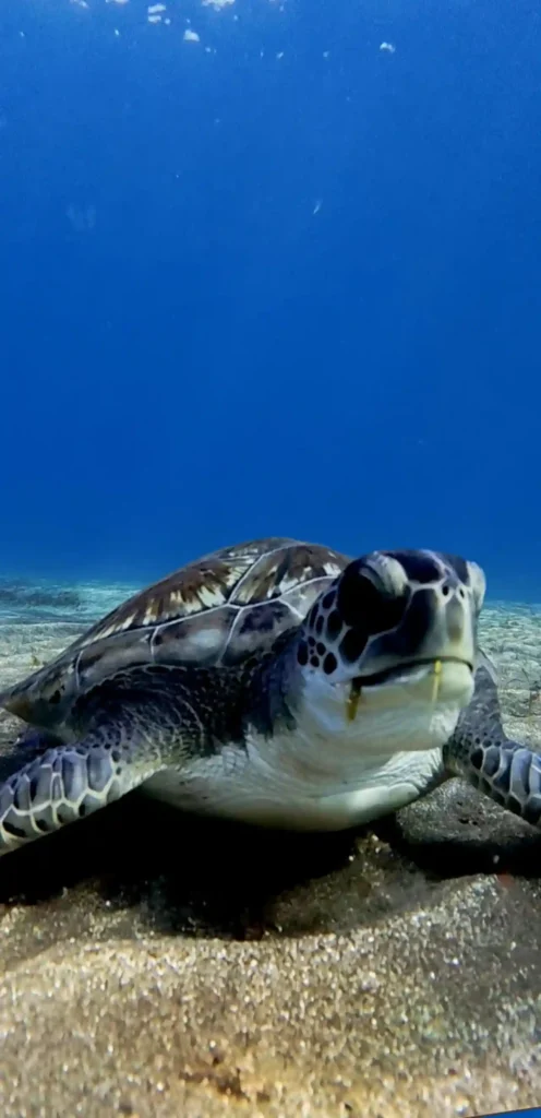 Abades. Turtle town.