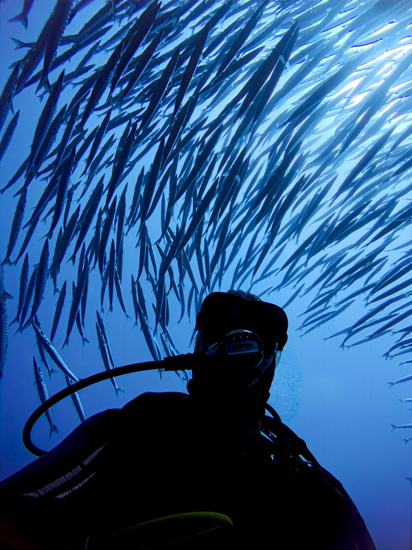 scuba diver with diving in the middle of a school of barracudas
