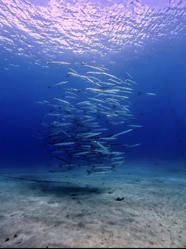 beautiful school of barracudas in blue crystal water while diving in Tenerife