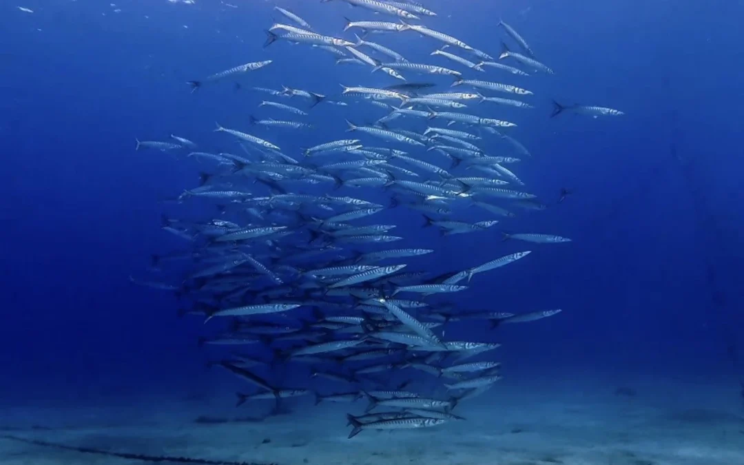 Dive into Tenerife: Exploring the mesmerizing world of fish schools.