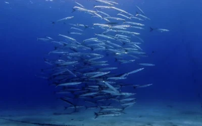 Dive into Tenerife: Exploring the mesmerizing world of fish schools.
