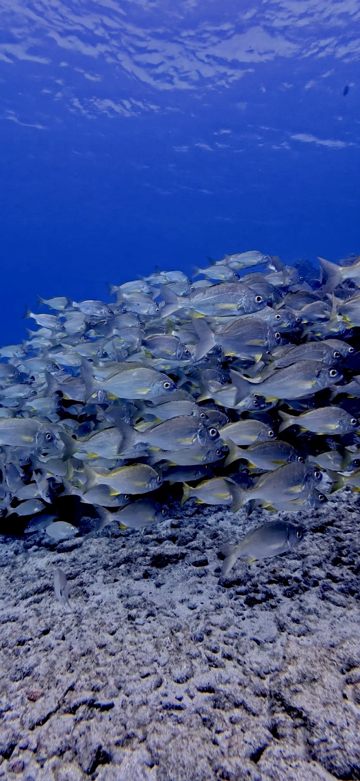 school of snapper while diving in tenerife
