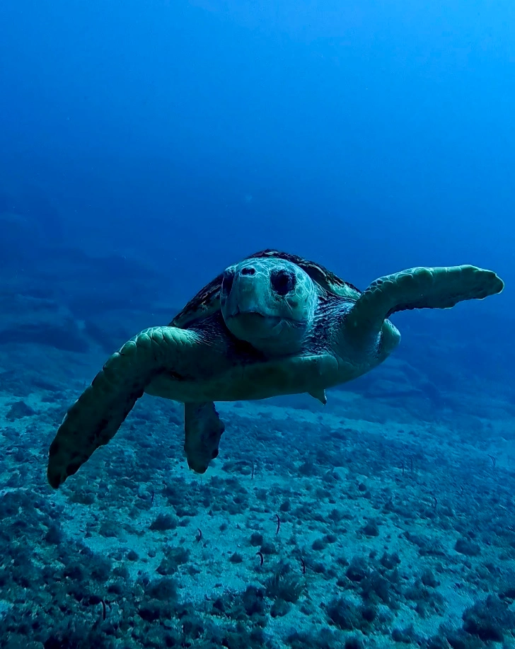 Loggerhead turtle.Los Cristianos, Tenerife
Scuba Diving
Barbarian Diving
Diving Tenerife
Tauchen Teneriffa
Buceo Tenerife