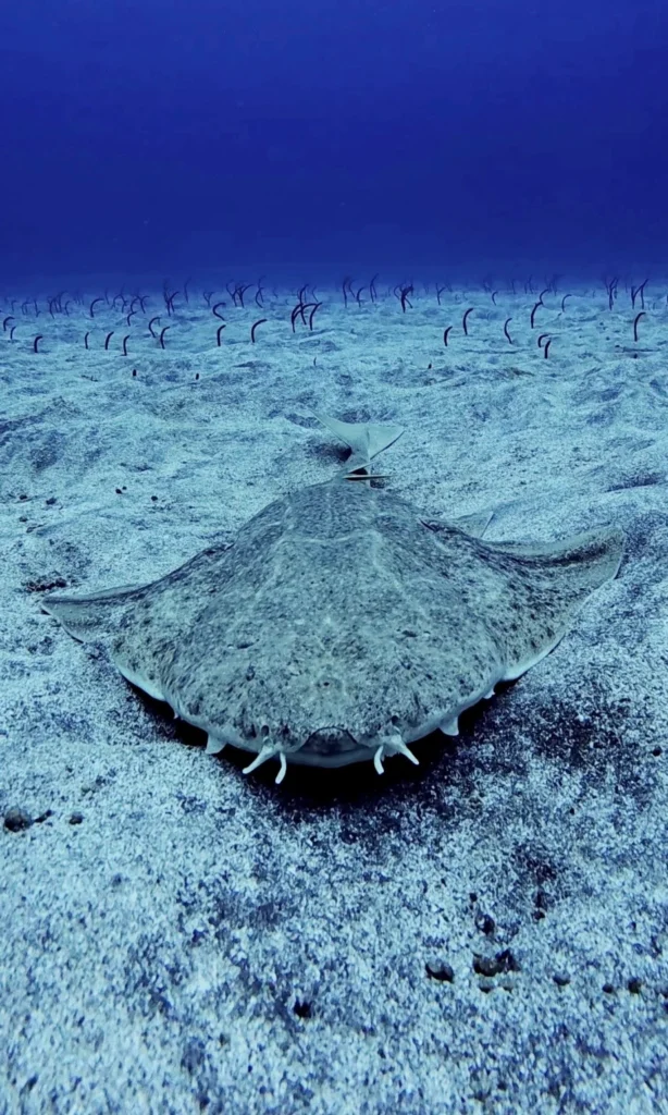 Angelshark.Los Cristianos, Tenerife
Scuba Diving
Barbarian Diving
Diving Tenerife
Tauchen Teneriffa
Buceo Tenerife