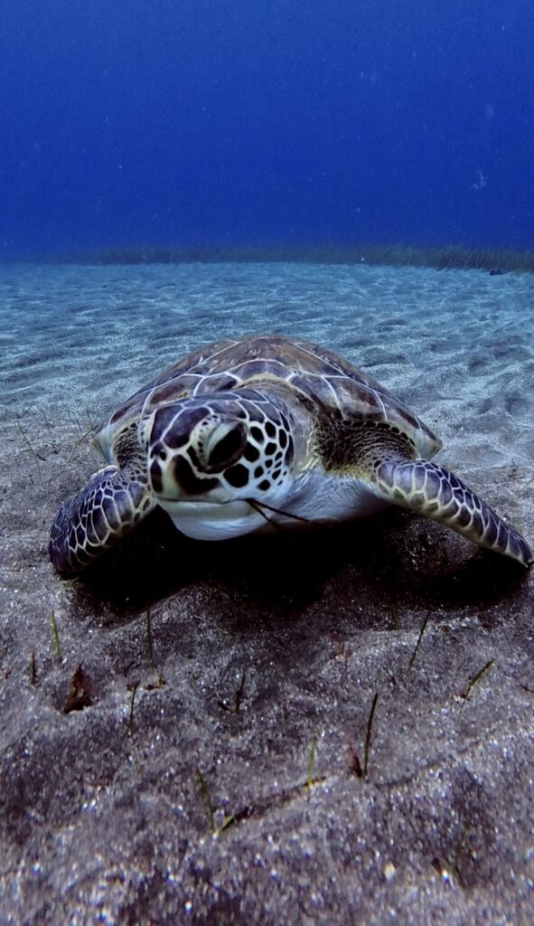 Green Turtle.Los Cristianos, Tenerife
Scuba Diving
Barbarian Diving
Diving Tenerife
Tauchen Teneriffa
Buceo Tenerife