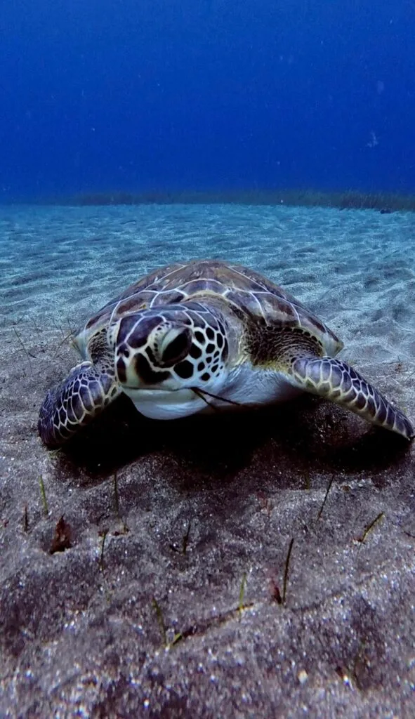 Green Turtle.Los Cristianos, Tenerife
Scuba Diving
Barbarian Diving
Diving Tenerife
Tauchen Teneriffa
Buceo Tenerife