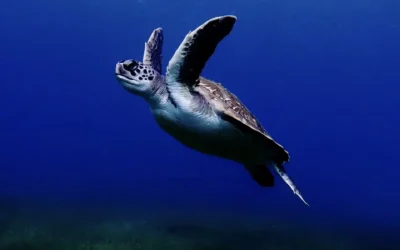 Most Common Species You’ll See While Diving in the Canary Islands