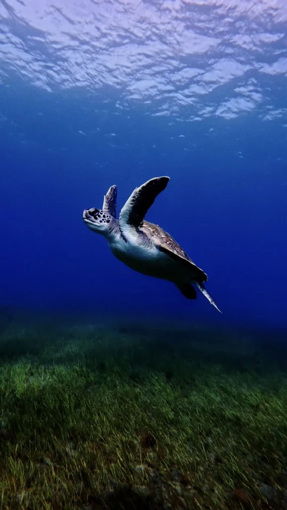 Most Common Species You’ll See While Diving in the Canary Islands 1 Green Turtle, on e of the most beautiful animals in Tenerife island