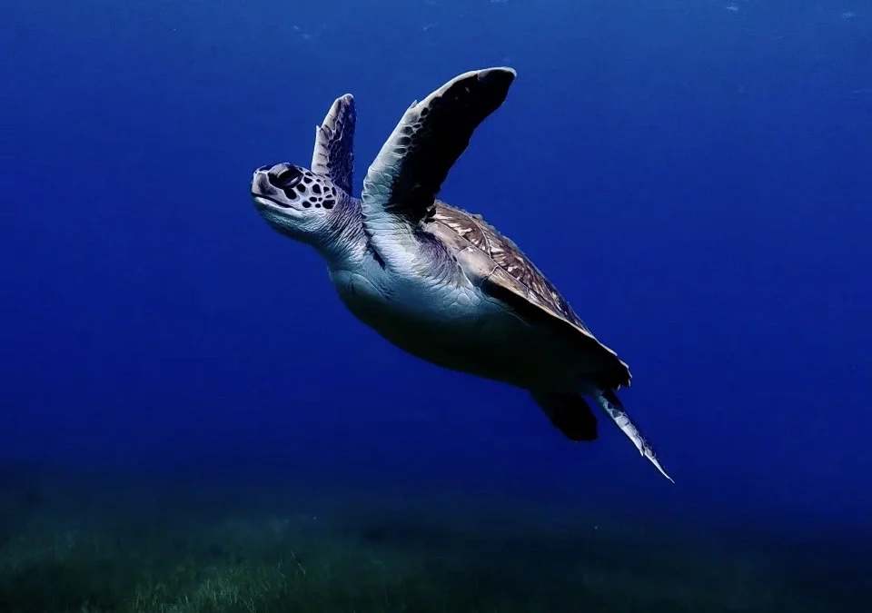 Most Common Species You’ll See While Diving in the Canary Islands