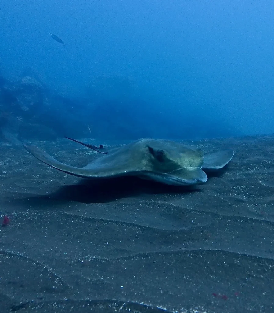 Eagle ray.Los Cristianos, Tenerife
Scuba Diving
Barbarian Diving
Diving Tenerife
Tauchen Teneriffa
Buceo Tenerife