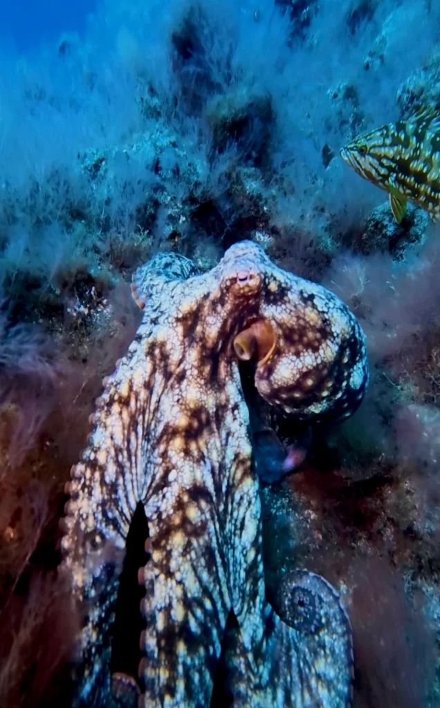 Octopus.Los Cristianos, Tenerife
Scuba Diving
Barbarian Diving
Diving Tenerife
Tauchen Teneriffa
Buceo Tenerife