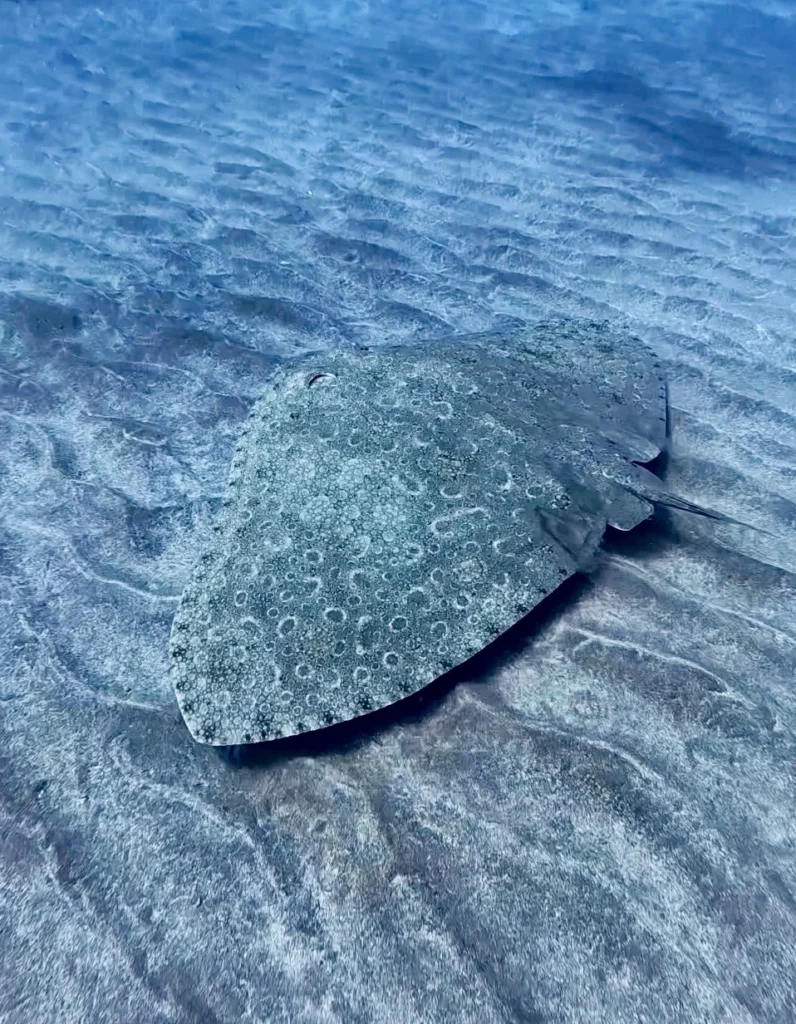 Butterfly Ray.Los Cristianos, Tenerife
Scuba Diving
Barbarian Diving
Diving Tenerife
Tauchen Teneriffa
Buceo Tenerife