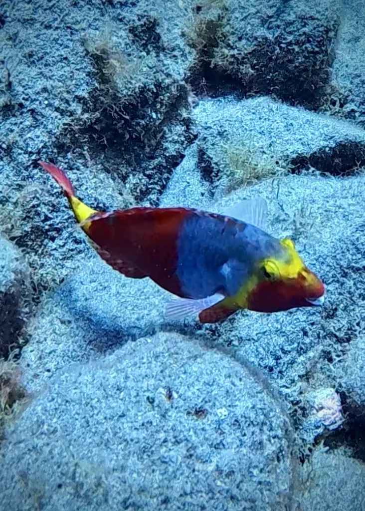 Parrotfish, ,Los cristianos Tenerife
Scuba diving
Barbarian Diving