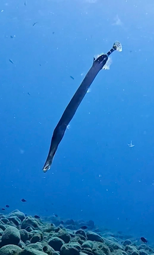 Trumpet fish, Los Cristianos, Tenerife
Scuba diving
Barbarian Diving