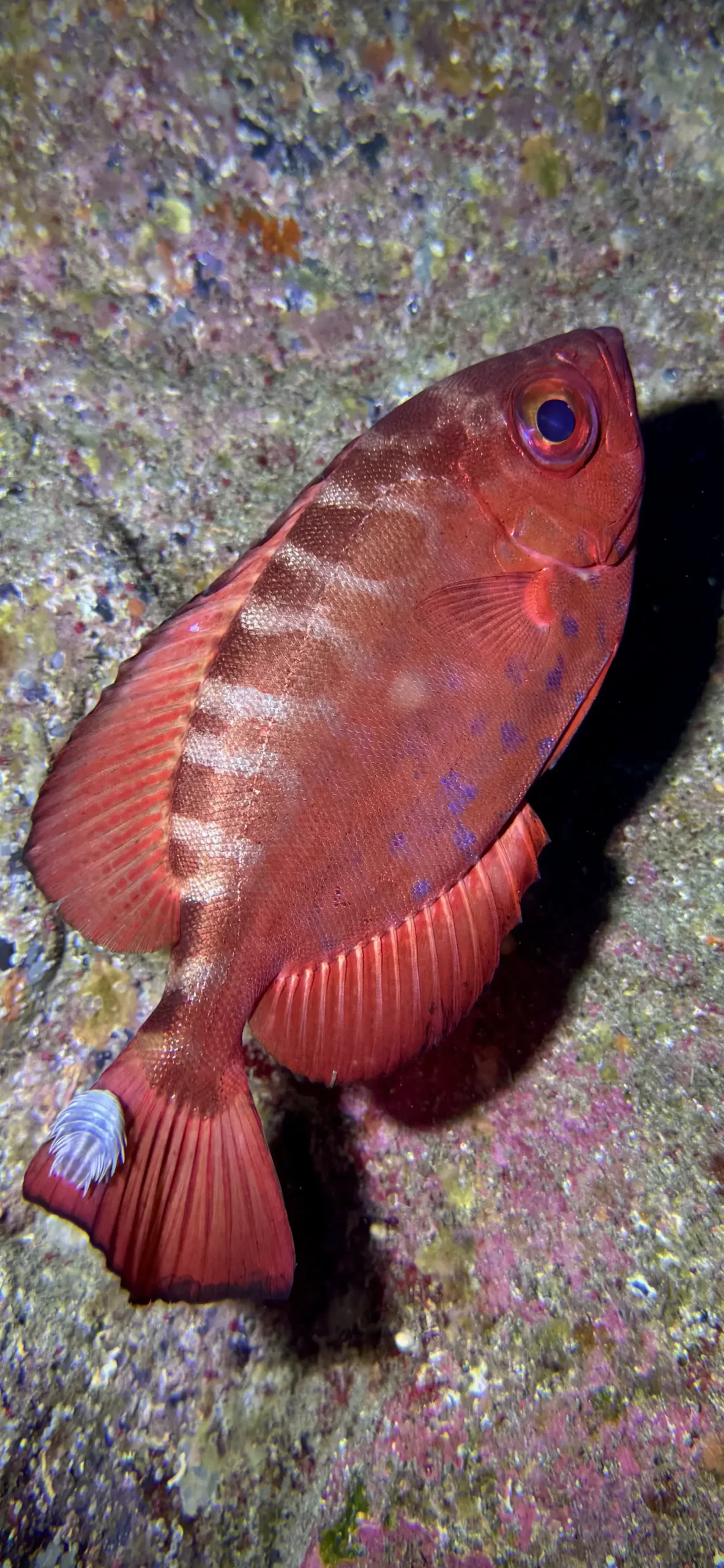 Squirrel fish, Los Cristianos, Tenerife
Scuba Diving
Barbarian Diving
Diving Tenerife
Tauchen Teneriffa
Buceo Tenerife