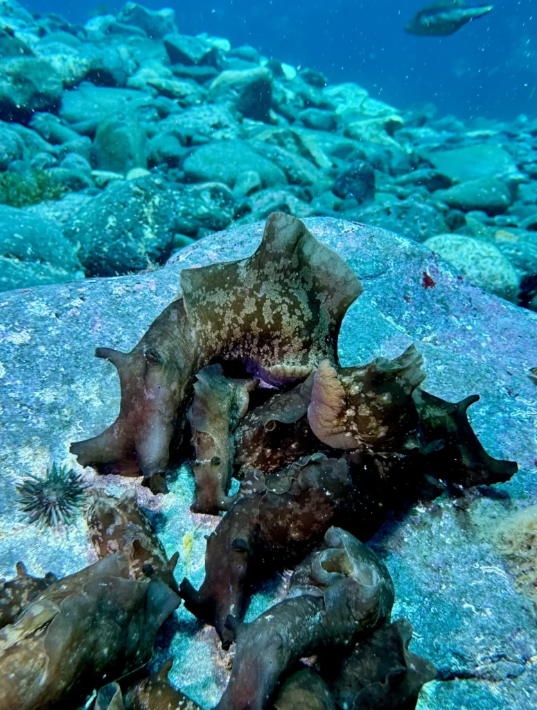 Seahair.Los Cristianos, Tenerife
Scuba Diving
Barbarian Diving
Diving Tenerife
Tauchen Teneriffa
Buceo Tenerife