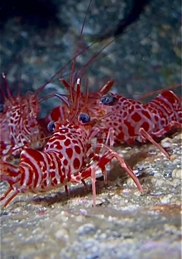 Dancing shrimp.Los Cristianos, Tenerife
Scuba Diving
Barbarian Diving
Diving Tenerife
Tauchen Teneriffa
Buceo Tenerife