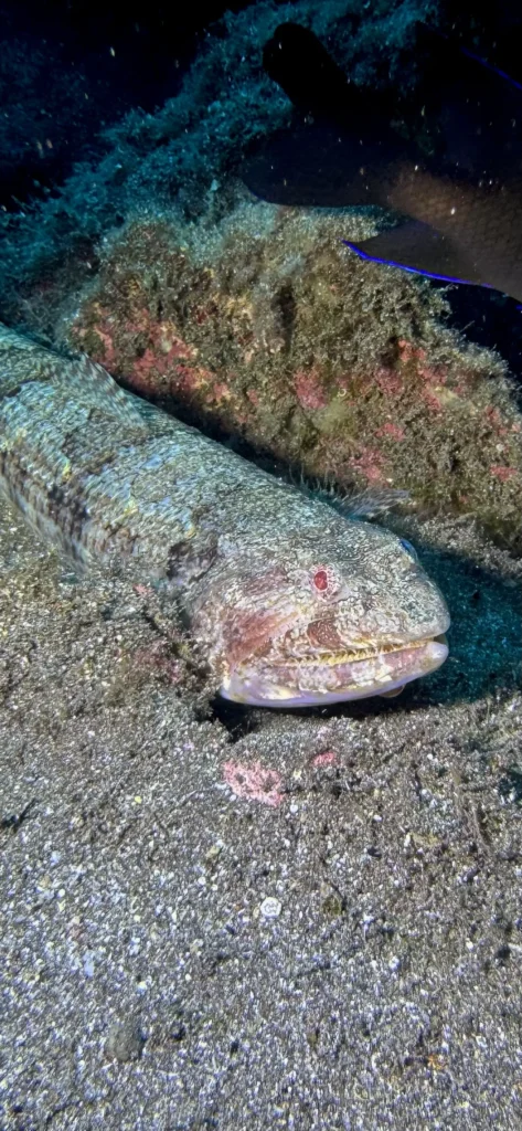 Lizardfish,Los Cristianos, Tenerife
Scuba Diving
Barbarian Diving
Diving Tenerife
Tauchen Teneriffa
Buceo Tenerife