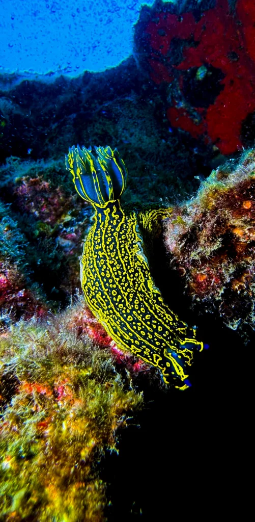 Nudibranch.Los Cristianos, Tenerife
Scuba Diving
Barbarian Diving
Diving Tenerife
Tauchen Teneriffa
Buceo Tenerife