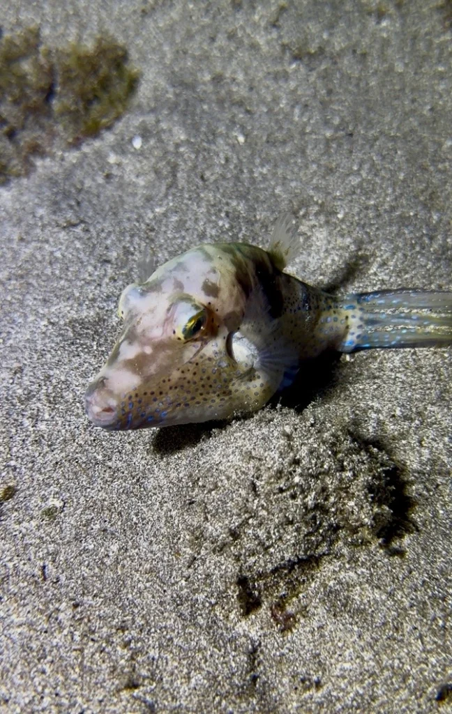 Puffer fish, Los Cristianos, Tenerife
Scuba Diving
Barbarian diving
Diving courses
Night diving