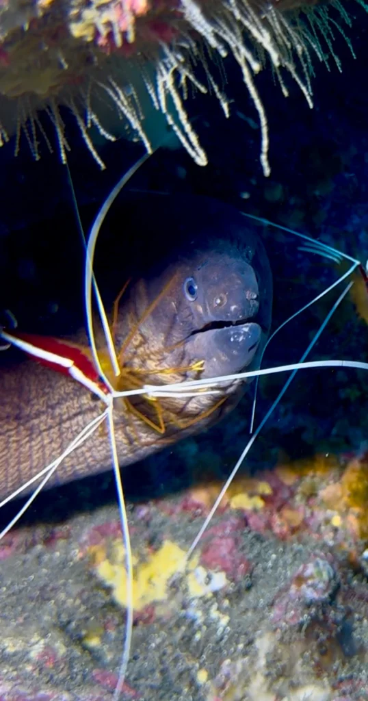 Cleaner shrimp.Los Cristianos, Tenerife
Scuba Diving
Barbarian Diving
Diving Tenerife
Tauchen Teneriffa
Buceo Tenerife