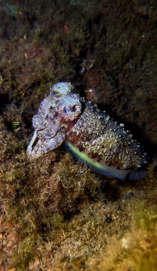 Cuttlefish.Los Cristianos, Tenerife
Scuba Diving
Barbarian Diving
Diving Tenerife
Tauchen Teneriffa
Buceo Tenerife