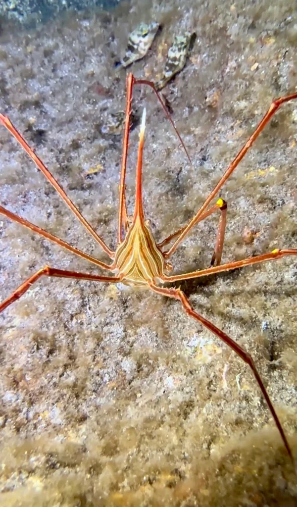 Arrow crab.Los Cristianos, Tenerife
Scuba Diving
Barbarian Diving
Diving Tenerife
Tauchen Teneriffa
Buceo Tenerife