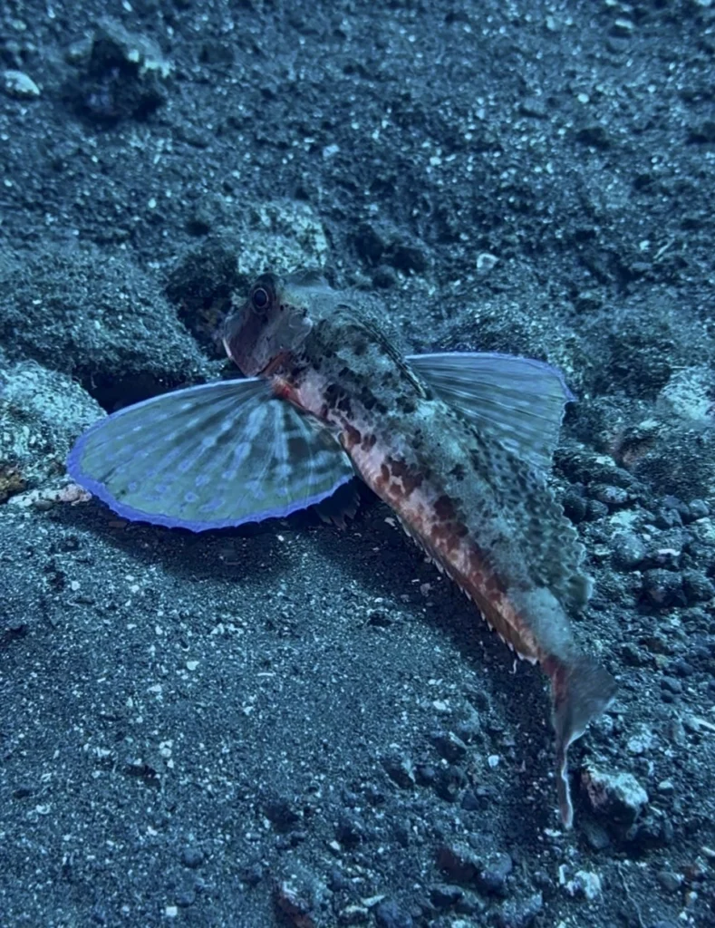 Flying Gunnard,Los Cristianos, Tenerife
Scuba Diving
Barbarian Diving
Diving Tenerife
Tauchen Teneriffa
Buceo Tenerife