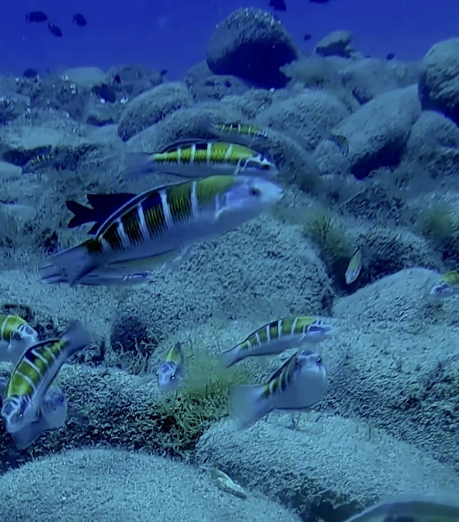 Ornate wrasse, Los Cristianos, Tenerife
Scuba Diving
Barbarian Diving