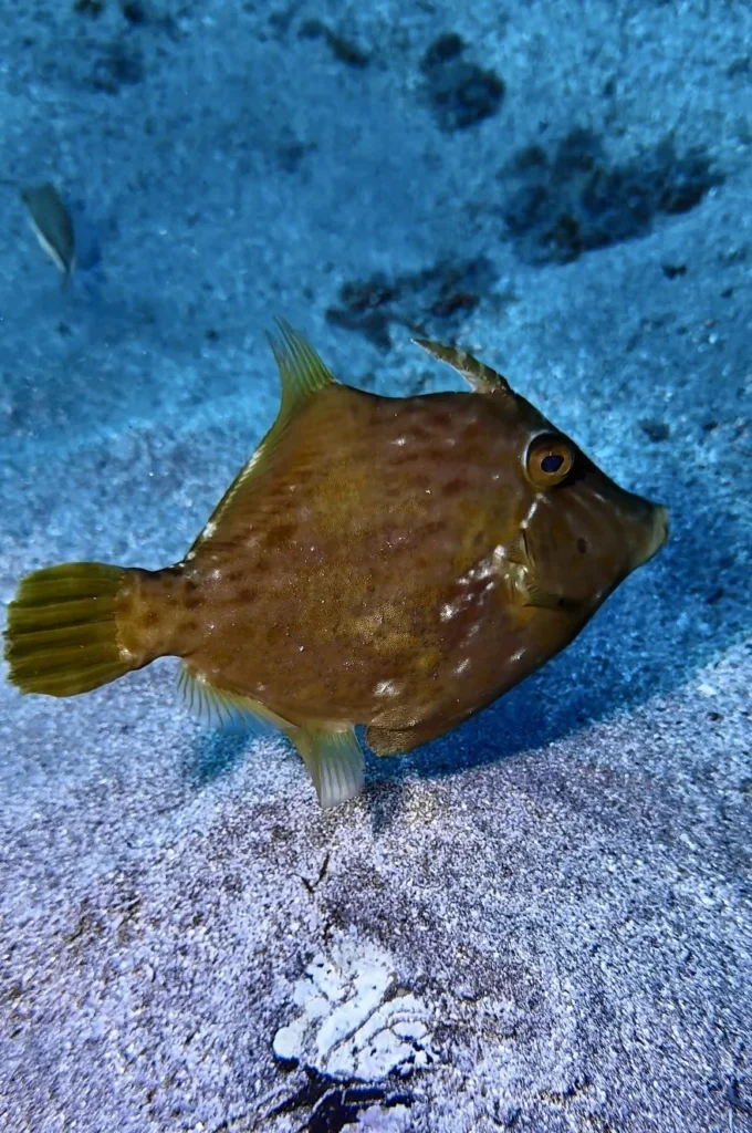 File Fish, Los Cristianos, Tenerife
Scuba Diving
Barbarian Diving
Diving Tenerife