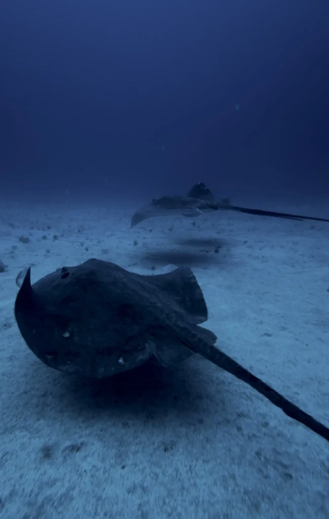 Stingray.Los Cristianos, Tenerife
Scuba Diving
Barbarian Diving
Diving Tenerife
Tauchen Teneriffa
Buceo Tenerife