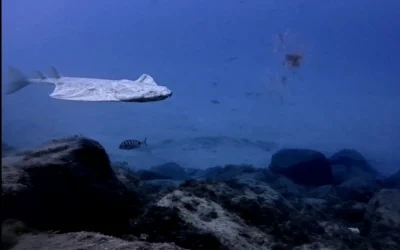 Angelshark Diving in Tenerife: The Ultimate 2026 Guide