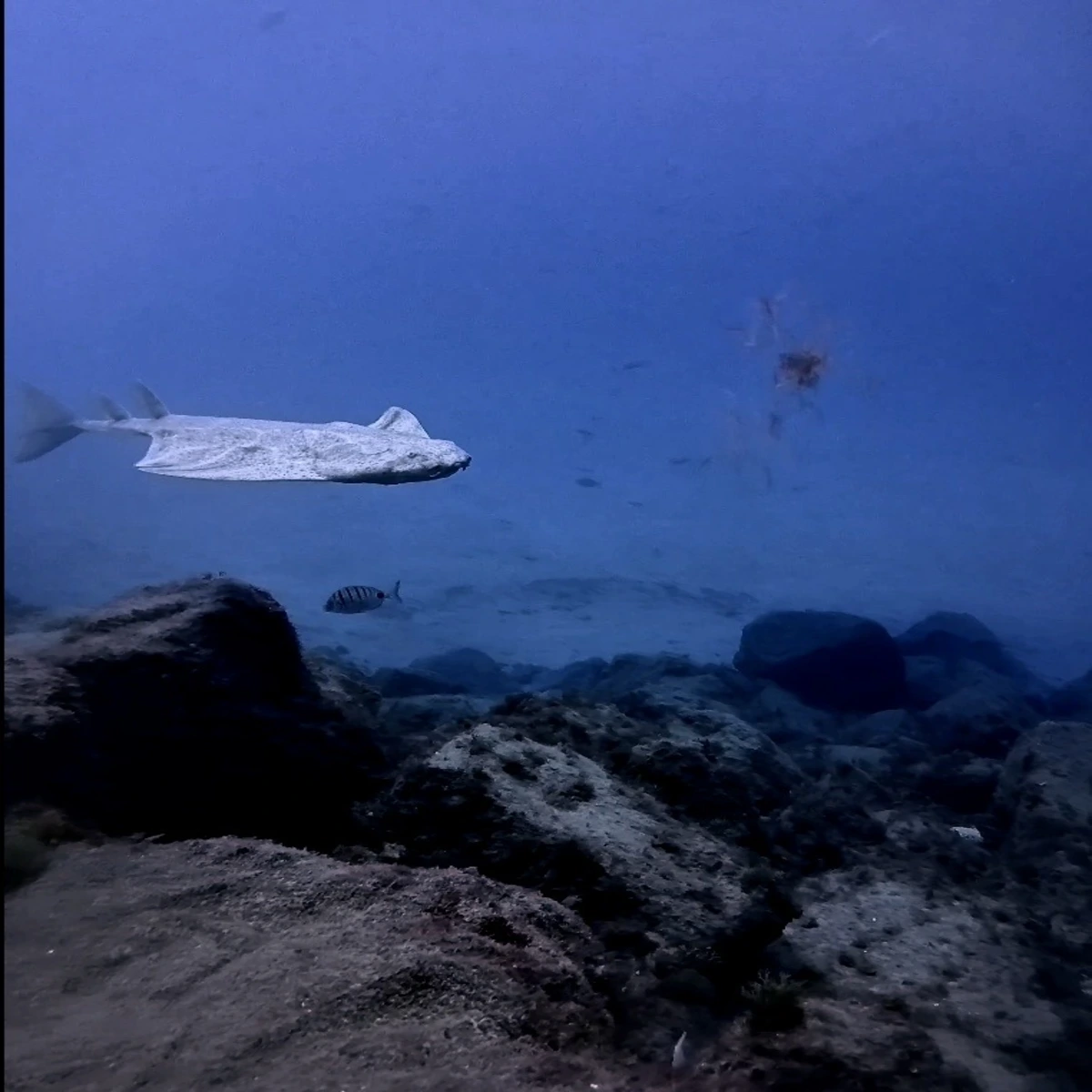Angel shark gliding along a volcanic reef in South Tenerife