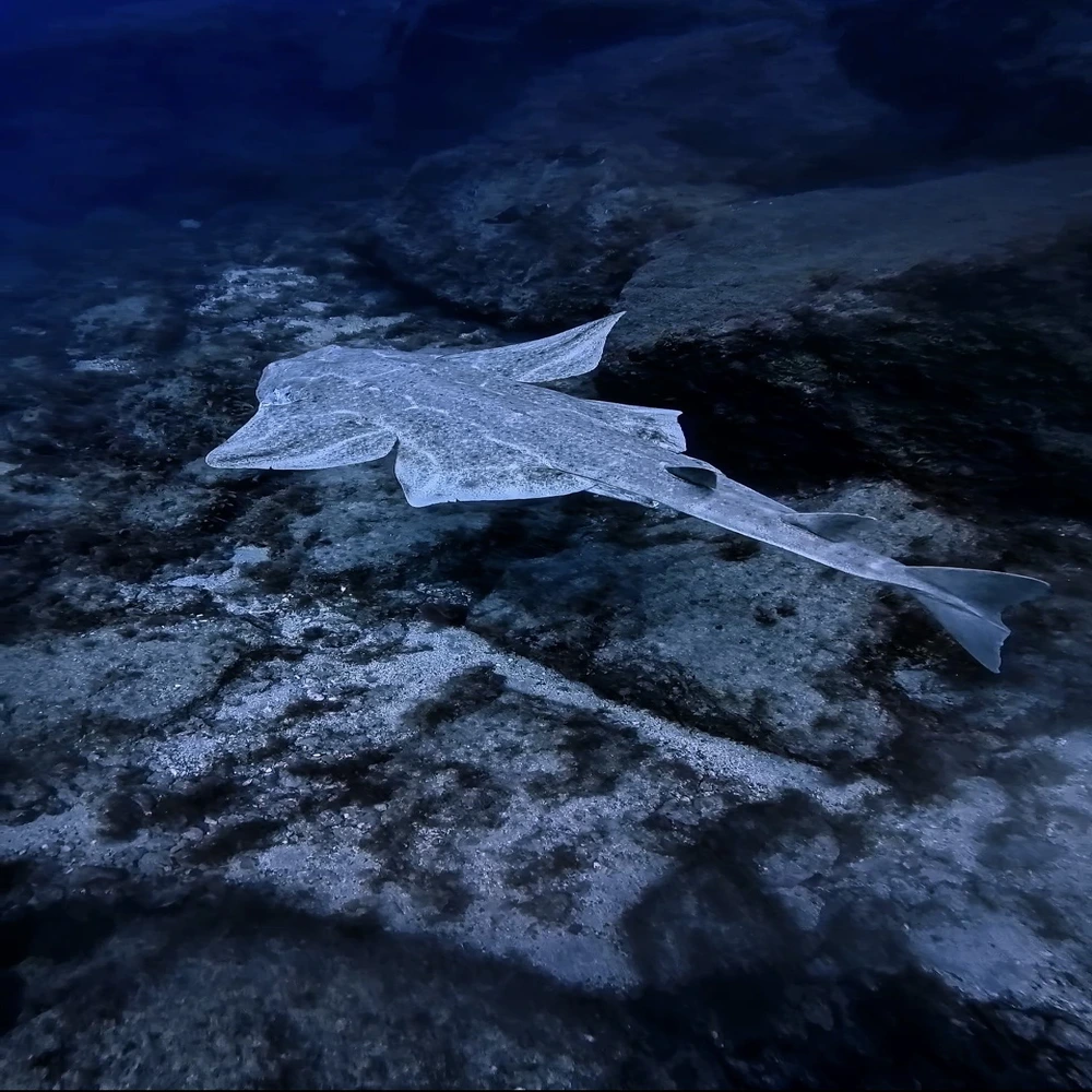 angelshark diving tenerife 1