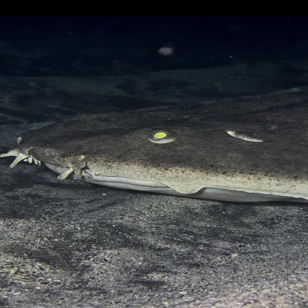 angelshark diving tenerife.2webp