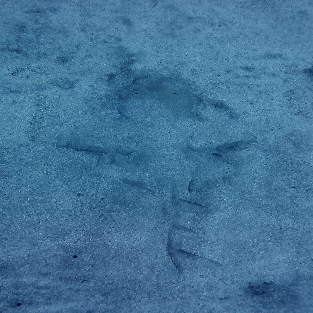 angelshark diving tenerife