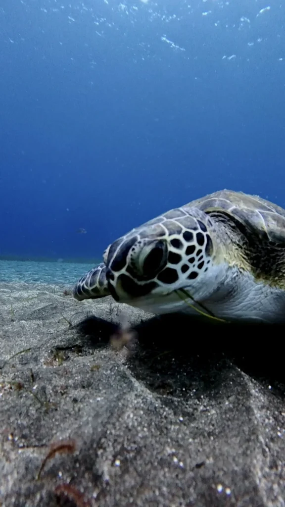 green-sea-turtle-swimming-Alcala-Tenerife-scuba-diving-los-cristianos
