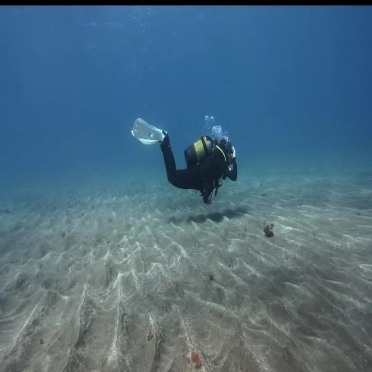Responsible diving is the key to protecting Tenerifes marine life. Learn how to enjoy scuba diving in Tenerife while respecting reefs rays and angelsharks with practical tips for beginners and c