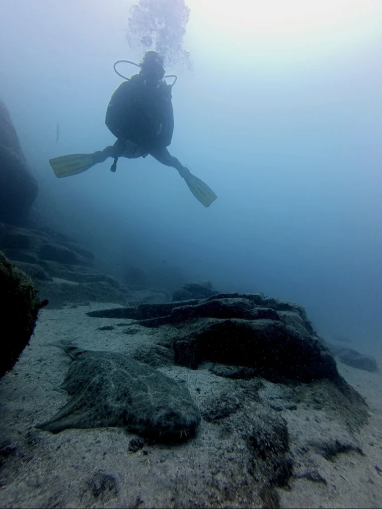 Angel shark resting on sandy bottom in Los Cristianos, Tenerife — harmless to divers"