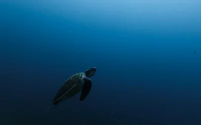 Scuba Diving Safety Tips for Beginners: How to Dive Like a Barbarian in Los Cristianos