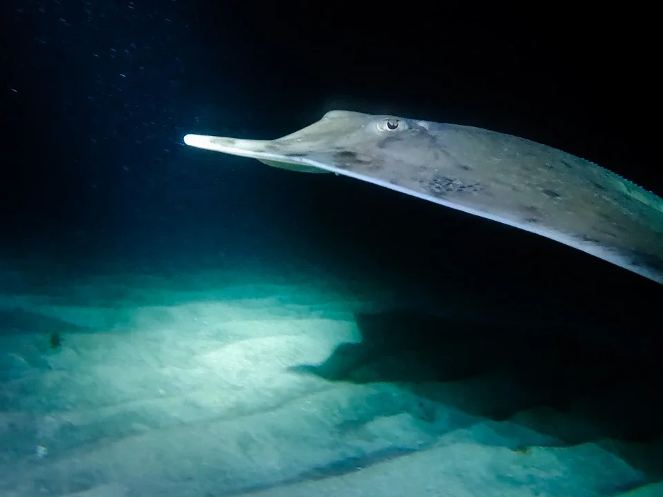 Skate gliding over the sandy seabed illuminated by a dive torch during the SSI Night Dive adventure at Barbarian Diving Tenerife
