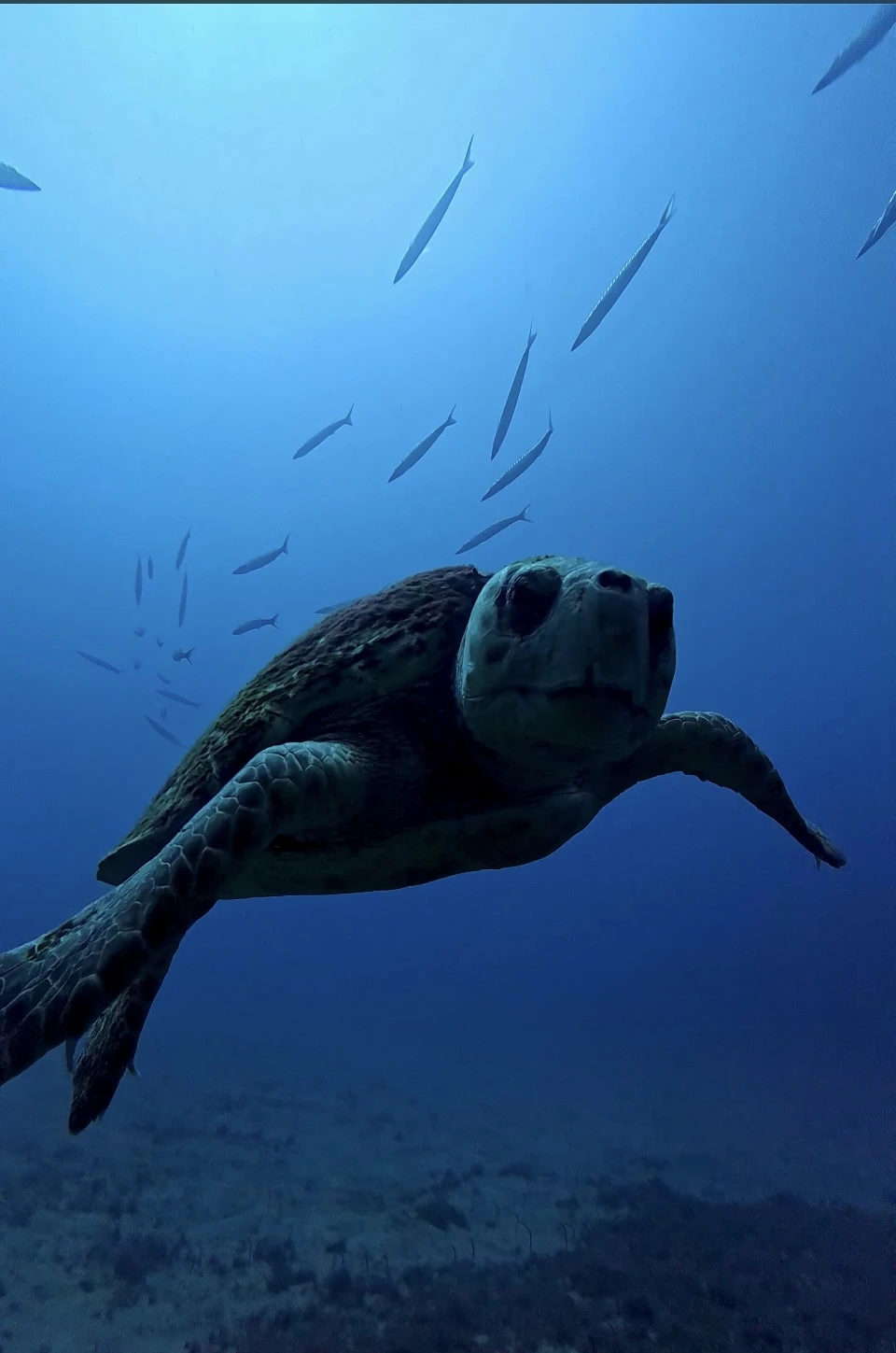 Loggerhead turtle swimming past a school of barracuda at Palm Mar Wall dive site, Tenerife