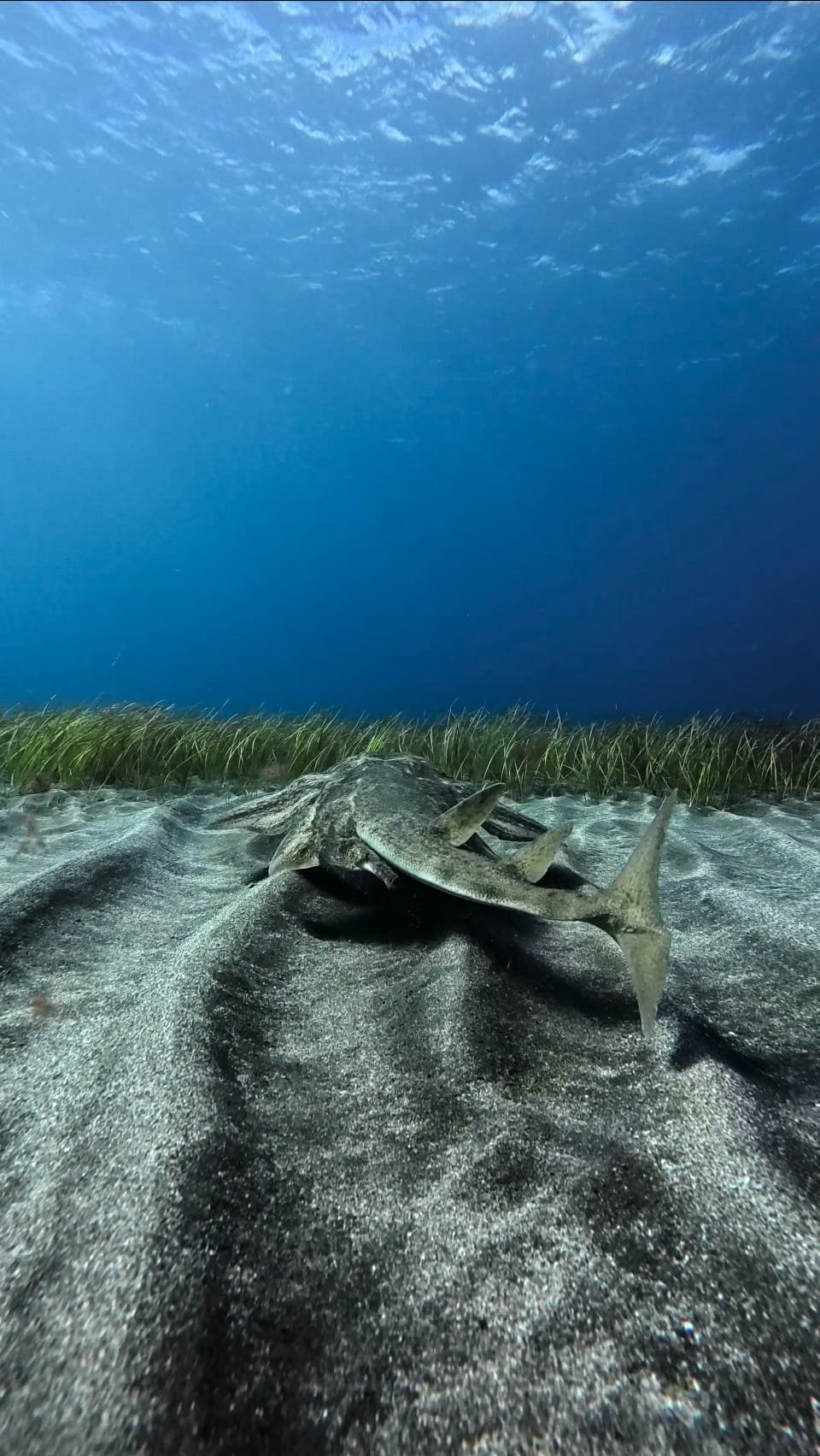 Angelshark camouflaged in the sand, Tenerife