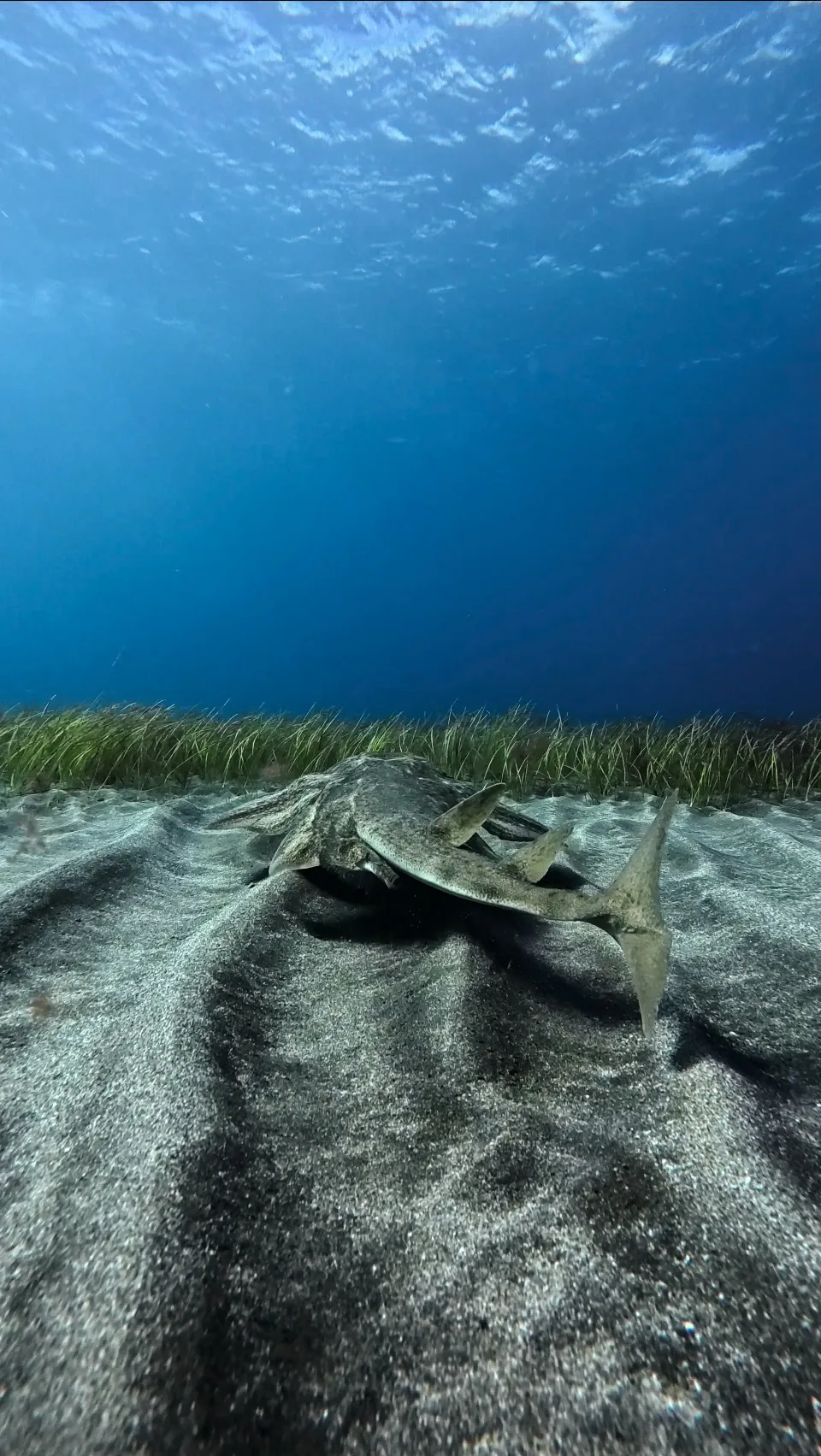 Spiny Butterfly Rays in Tenerife: Diving Los Cristianos, an Important Shark and Ray Area 5 Angelshark camouflaged in the sand in Tenerife