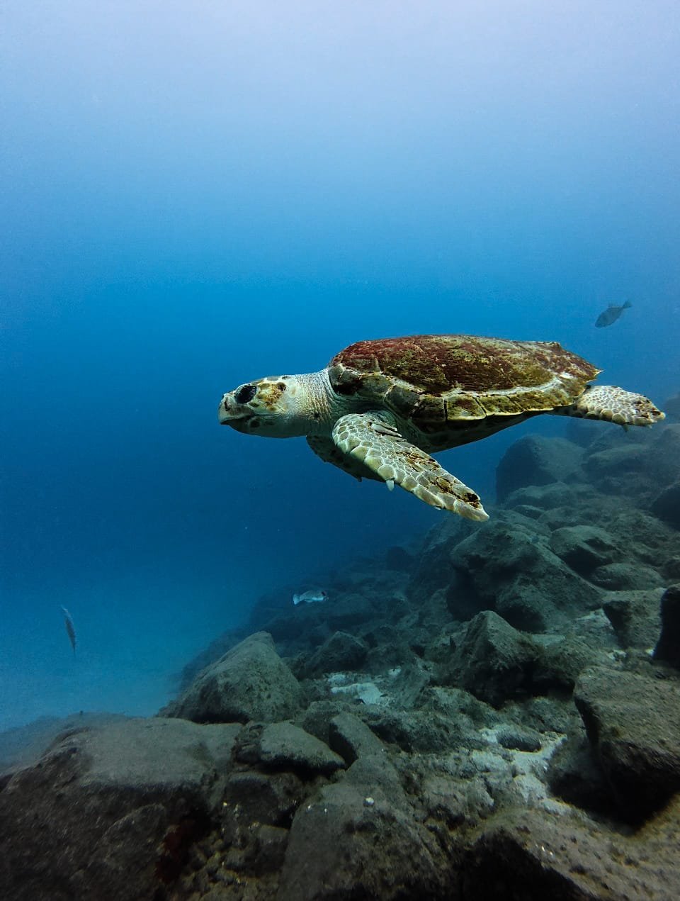 Eagle ray gliding over the sandy seabed, Tenerife