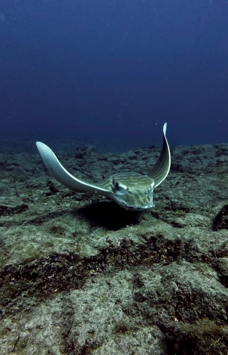 Green sea turtle swimming over a volcanic reef, Tenerife